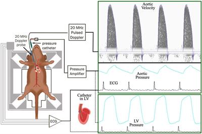 Cardiovascular hemodynamics in mice with tumor necrosis factor receptor—associated factor 2 mediated cytoprotection in the heart